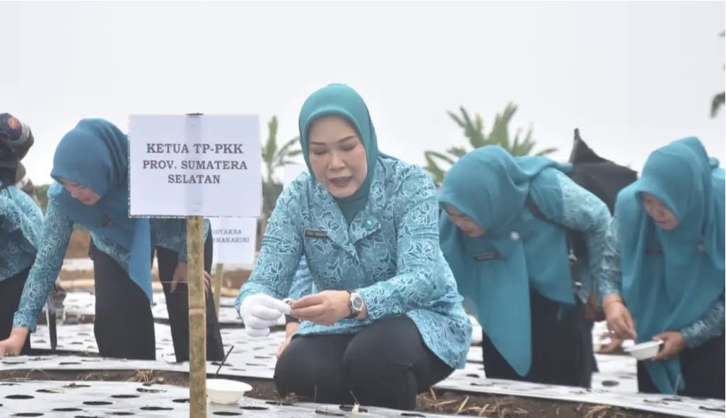 Perkuat Ketahanan Pangan Pagar Alam, TP-PKK Tanam Bawang Putih