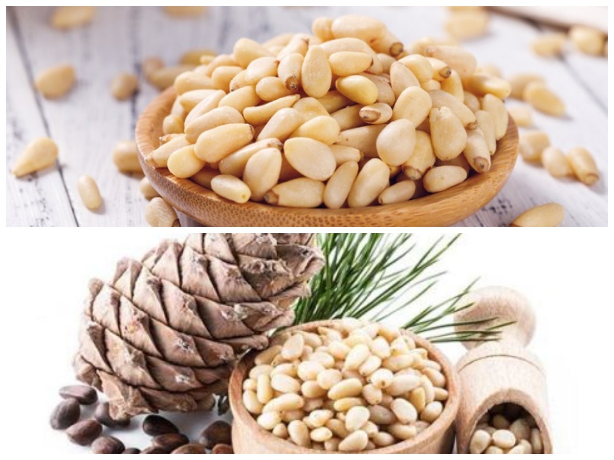 Kacang Pinus: Mitos atau Fakta? Temukan Manfaat Kesehatan yang Sesungguhnya!