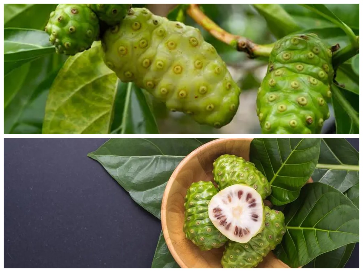  Manfaat Buah Mengkudu (Pace) bagi Tubuh dan Hal yang Perlu Diperhatikan