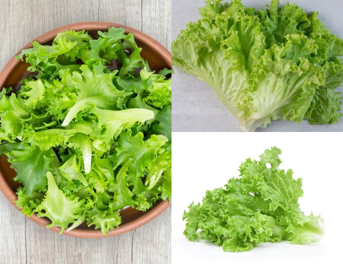 Terkenal Sebagai Lalapan, Selada Mengandung Nutrisi untuk Kesehatan!