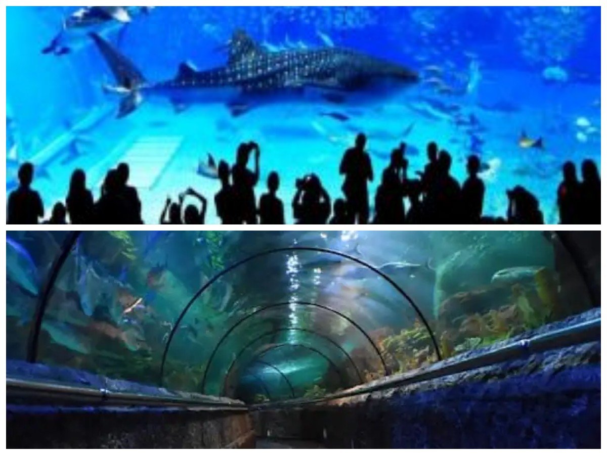  5 Aquarium Raksasa di Indonesia yang Wajib Kamu Kunjungi!