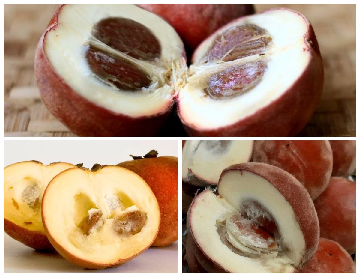 Manfaat Buah Mentega untuk Kesehatan Tubuh: Si Kuning Lembut yang Kaya Gizi dan Baik untuk Imunitas!