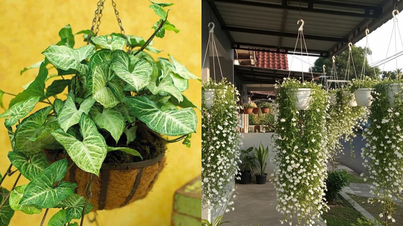 Tanaman Gantung untuk Teras Sempit yang Awet Meski Jarang Disiram!