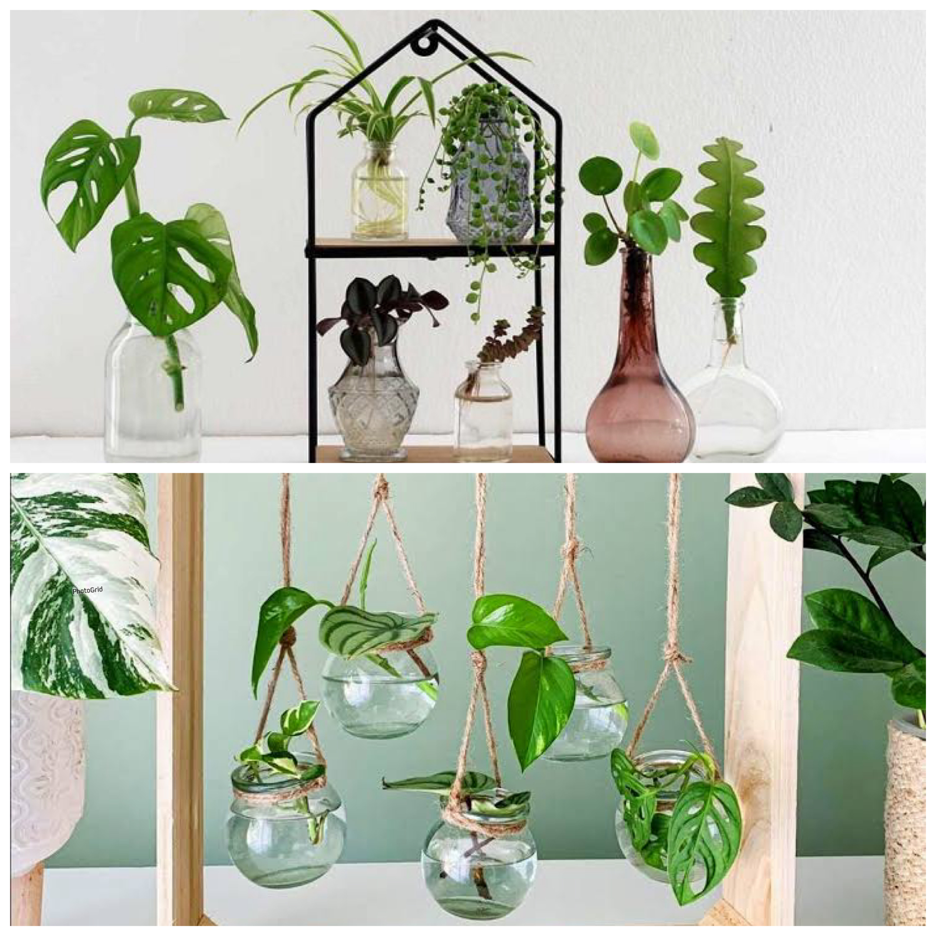 Cantik Tanpa Tanah! 7 Tanaman Hias Air di Botol yang Bikin Rumah Makin Estetik!