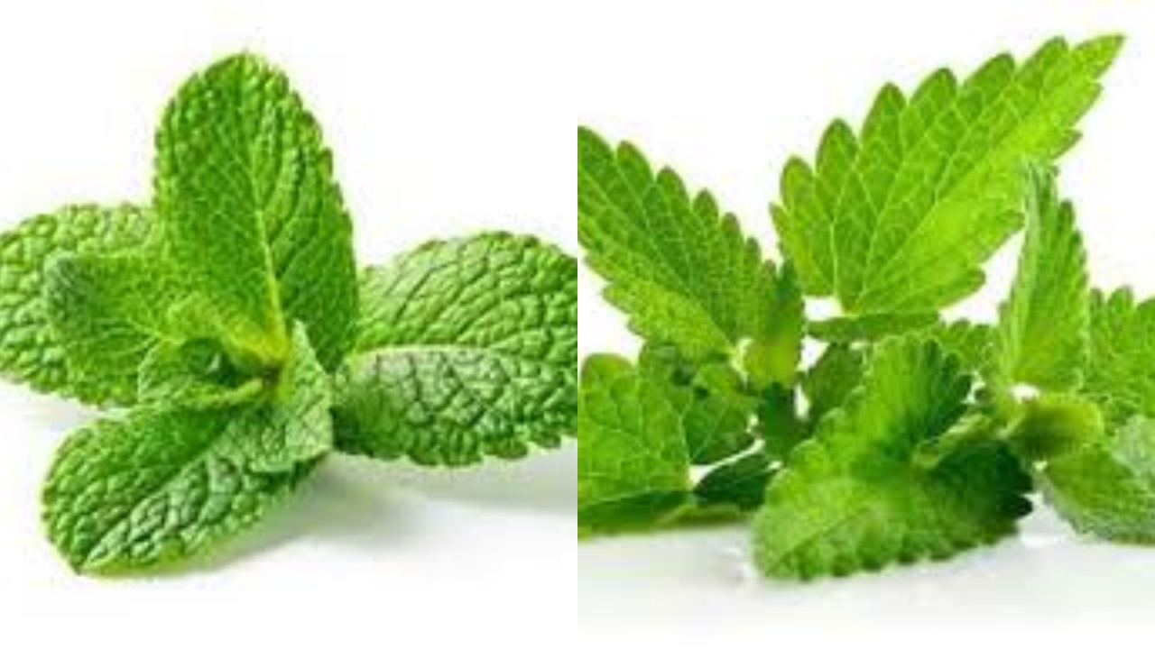 Meredakan Sakit Kepala dan Stres Ini Manfaat Daun Mint Untuk Kesehatan!