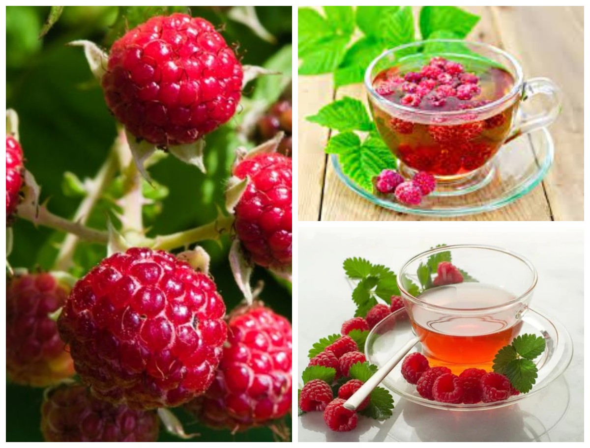 Rahasia Sehat Teh Daun Raspberry Merah: 5 Manfaat yang Perlu Anda Ketahui!