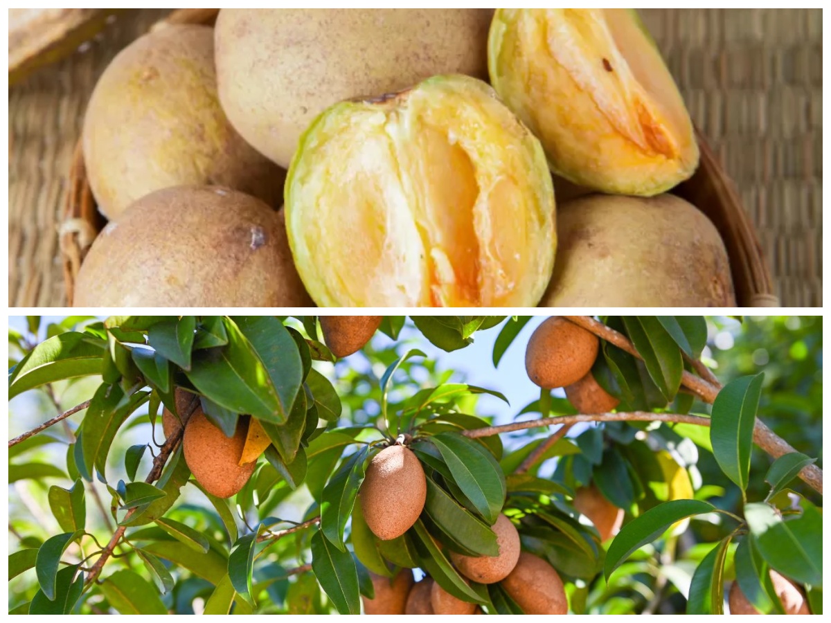 Rahasia Sehat dari Buah Sawo: Ini 5 Khasiatnya yang Jarang Diketahui!