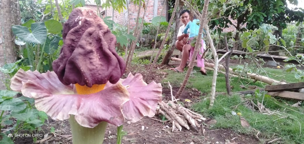 Bunga Bangkai Bikin Heboh Warga Beringin Jaya Kota Pagaralam