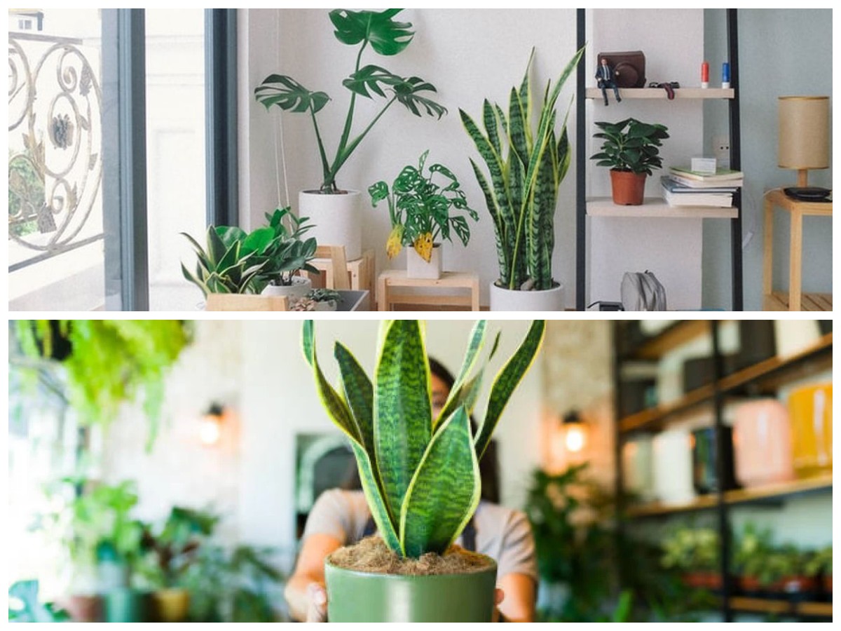 Alami dan Aman! 6 Tanaman Hias Penangkal Jamur di Dalam Ruangan