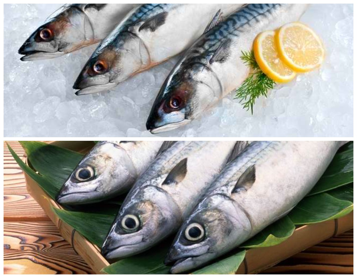 Mengatasi Anemia dengan Konsumsi Ikan Tongkol: Pengetahuan Penting yang Perlu Anda Ketahui