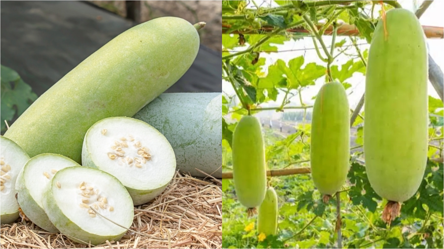 Simak! Manfaat Buah Kundur Yang Sayang Untuk Dilewatkan