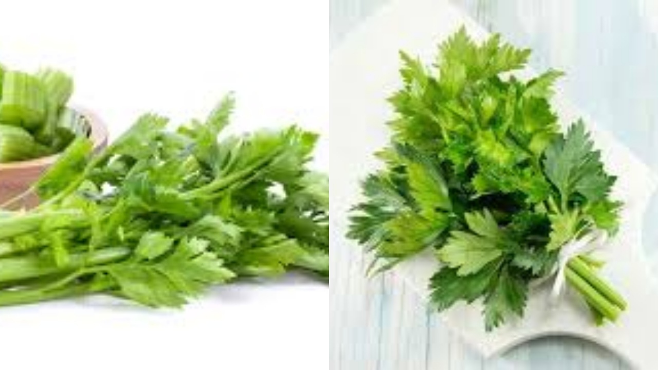 Jarang Diketahui, Inilah 8 Manfaat Daun Seledri untuk Kesehatan Jantung!