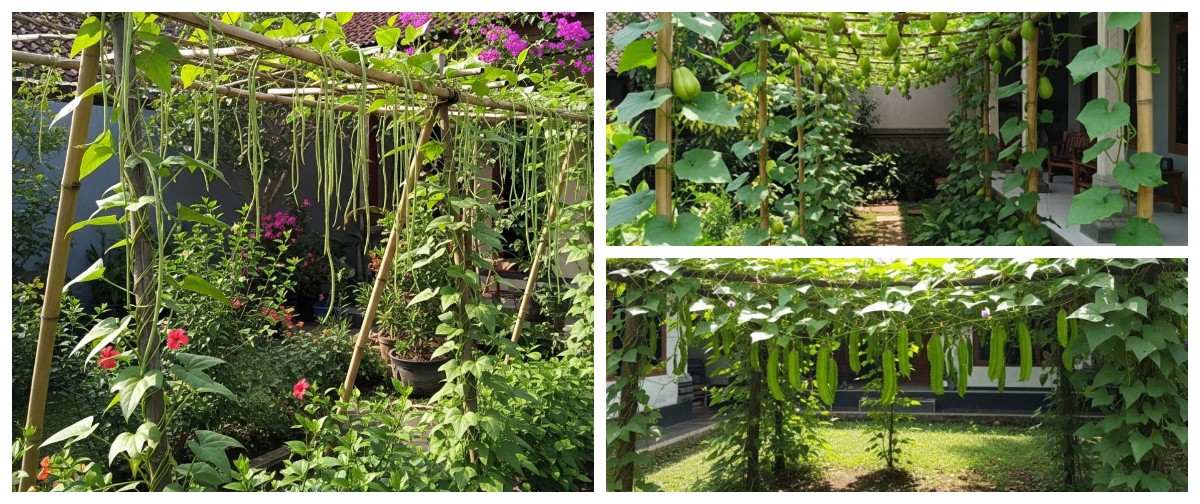 Tips Berkebun: 5 Tanaman Sayur Merambat yang Cocok untuk Pemula
