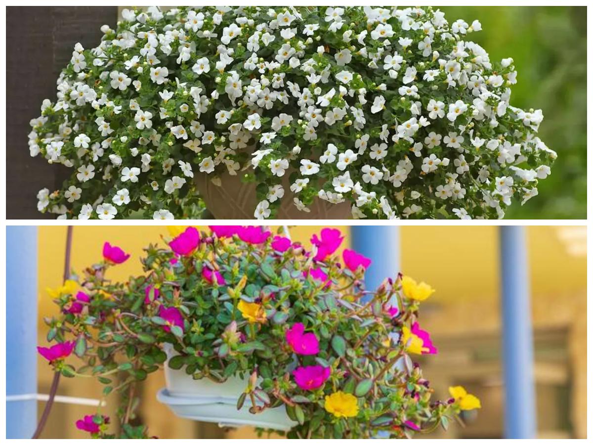 Tanaman Gantung untuk Teras Kecil: Tahan Panas dan Perawatan Super Mudah