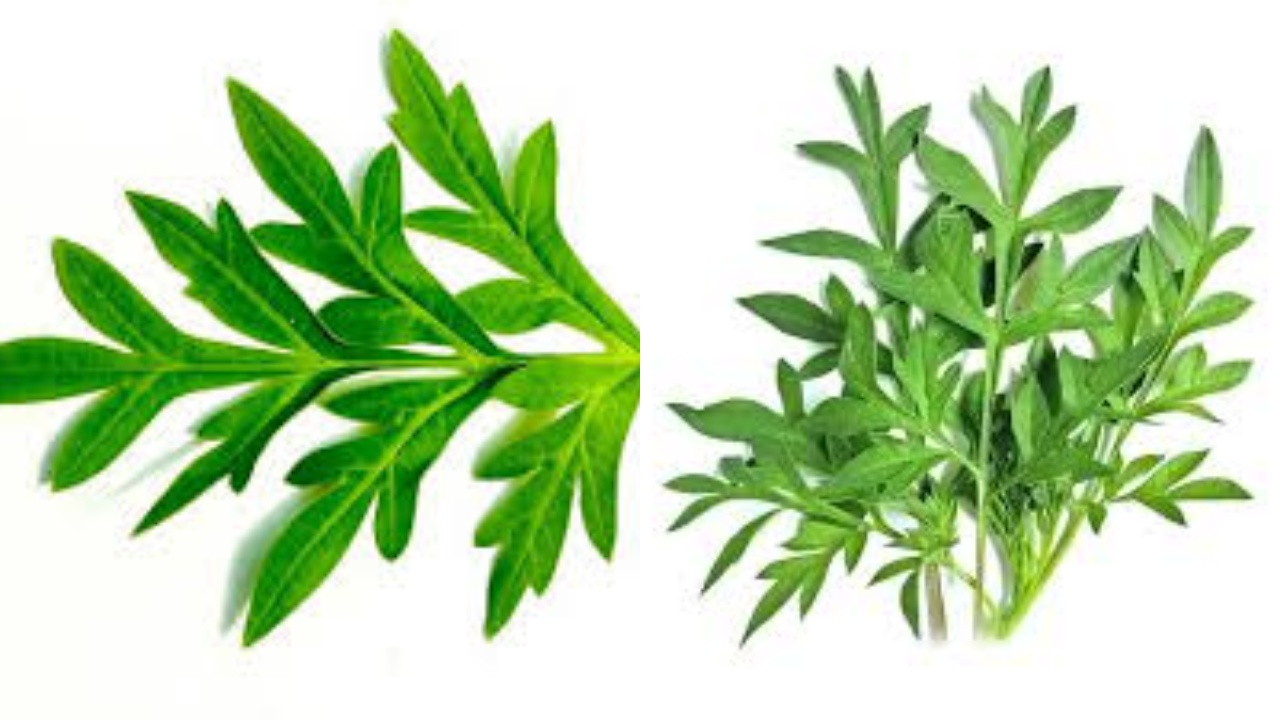 Yuk Simak Teryata Ini Guys Manfaat Daun Kenikir Untuk Kesehatan Yang Jarang Diketahui! 