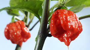 Jangan Anggap Sepele! ini Dia Risiko Konsumsi Carolina Reaper Bagi Kesehatan 