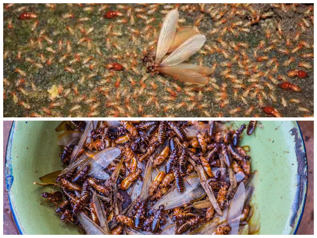 Rumah Diserbu Laron? Coba 7 Tips Praktis Ini agar Langsung Hilang!