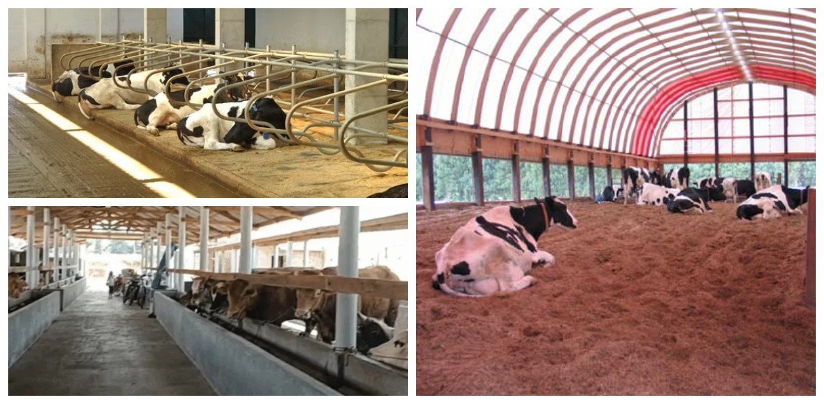 Kandang Sapi Modern 2026: 7 Ide Bersih dan Nyaman untuk Peternak Lebih Produktif