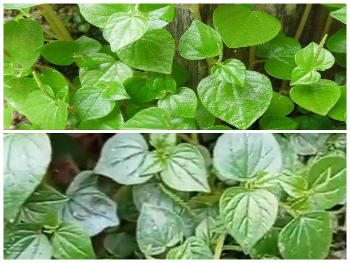 Kulit Lebih Sehat dan Cerah dengan Khasiat Daun Sirih Cina, Sudah Coba?