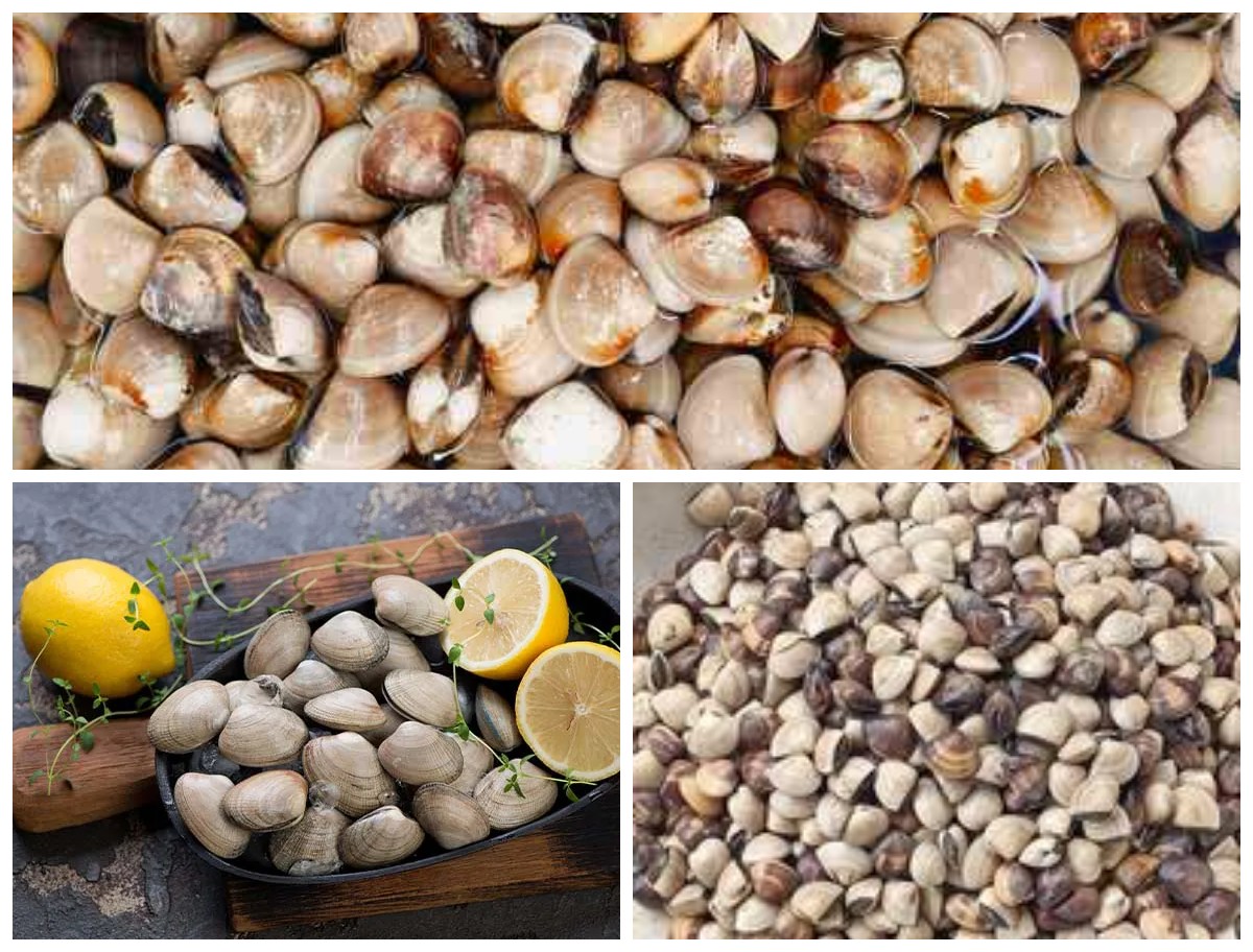 Manfaat Kerang Tahu bagi Kesehatan Tubuh: Sumber Protein, Penjaga Jantung, dan Pendukung Imunitas Alami!