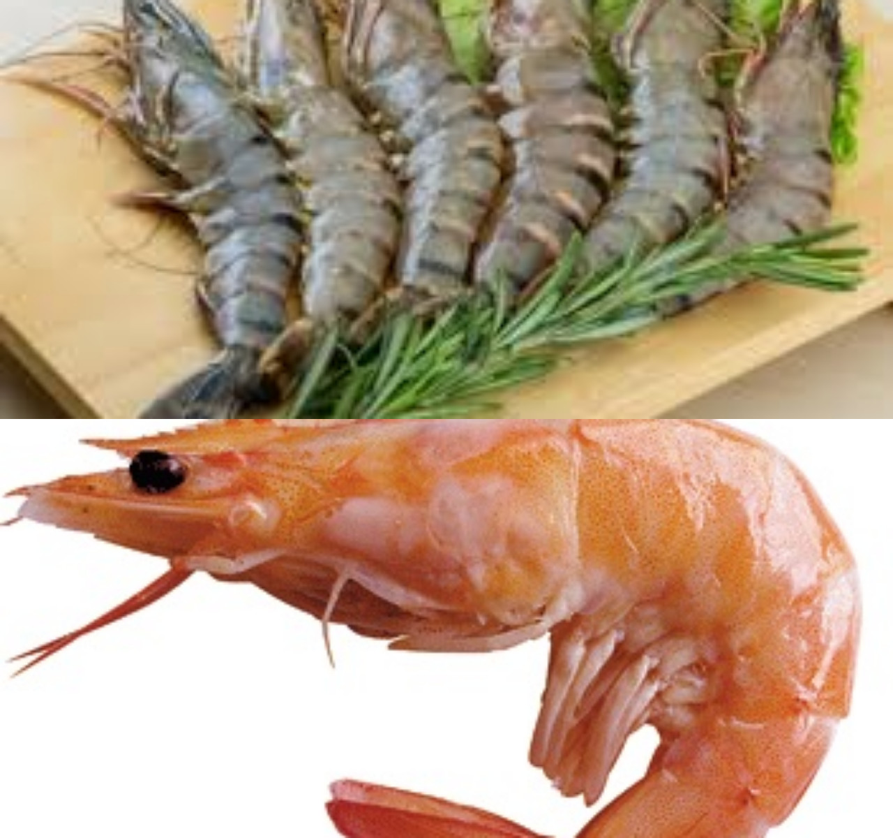  5 Kelebihan Udang Berdasarkan Nutrisi yang Terkandung!