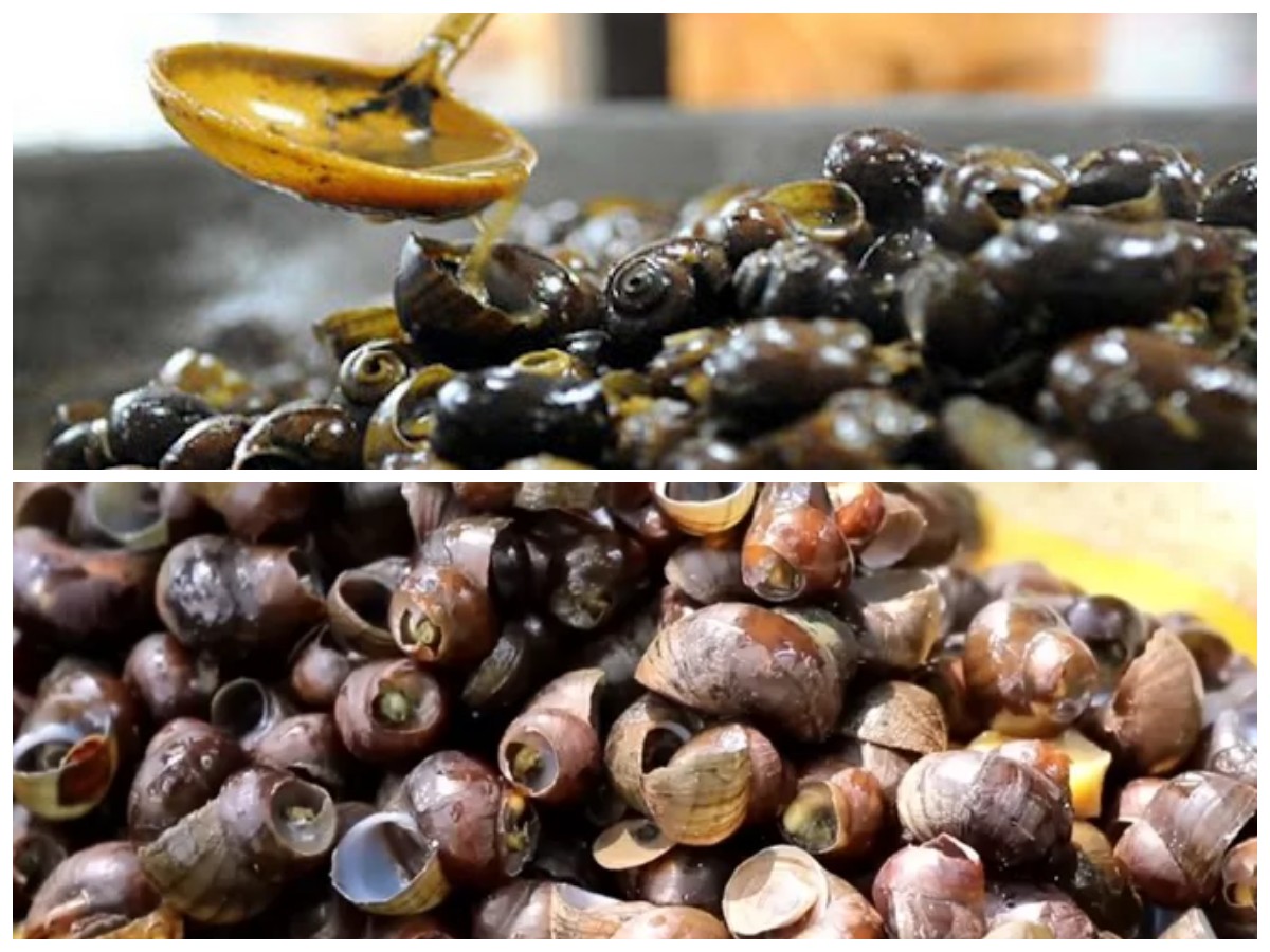 Keong Sawah, Sumber Kesehatan Tak Terduga: Temukan Khasiatnya untuk Tubuhmu!