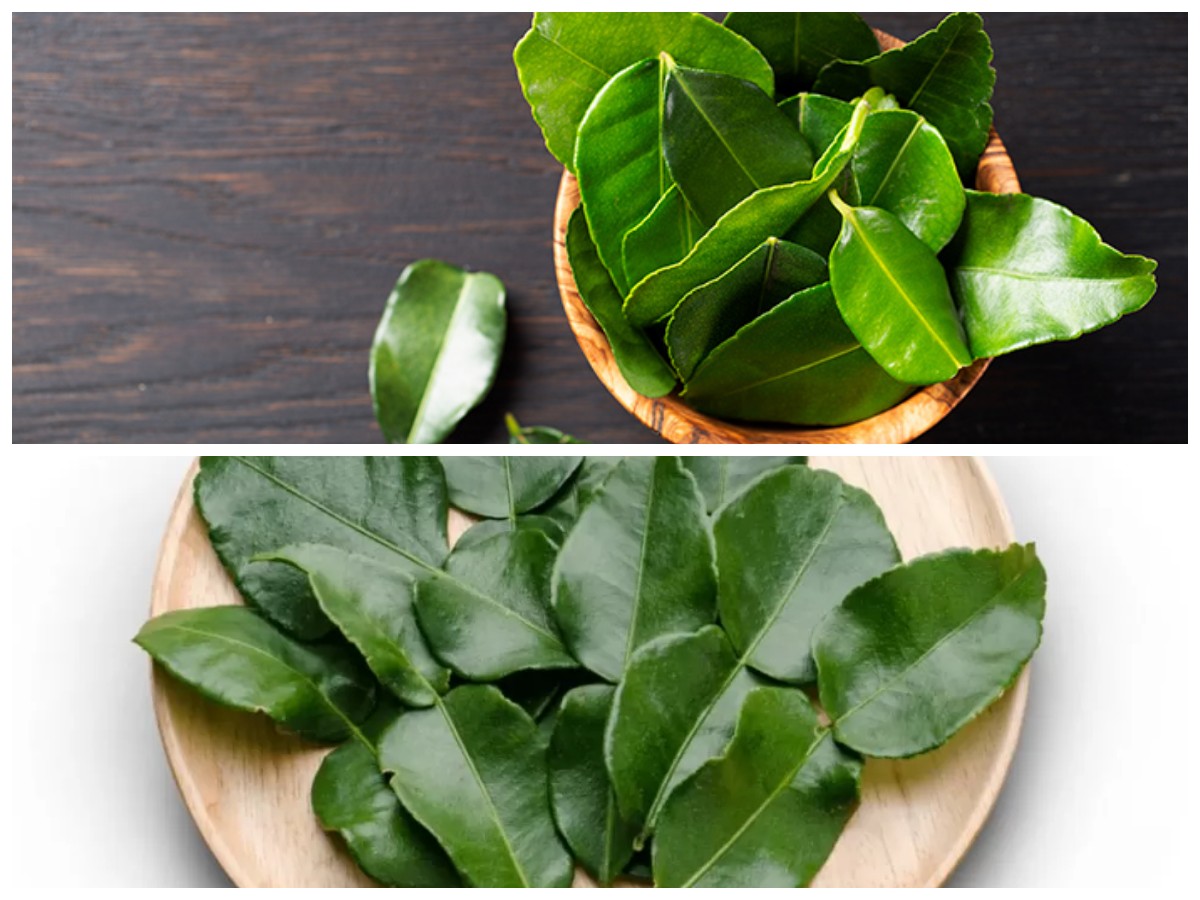 Khasiat Tersembunyi Daun Jeruk: Bahan Dapur Serbaguna untuk Menjaga Kesehatan Tubuh!