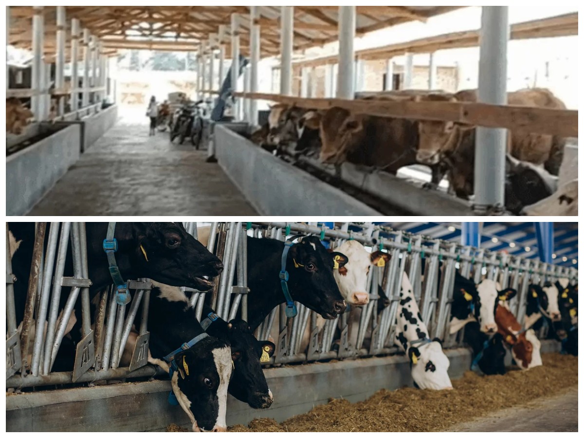 7 Desain Kandang Sapi Modern 2026: Lebih Higienis, Efisien, dan Tingkatkan Produktivitas