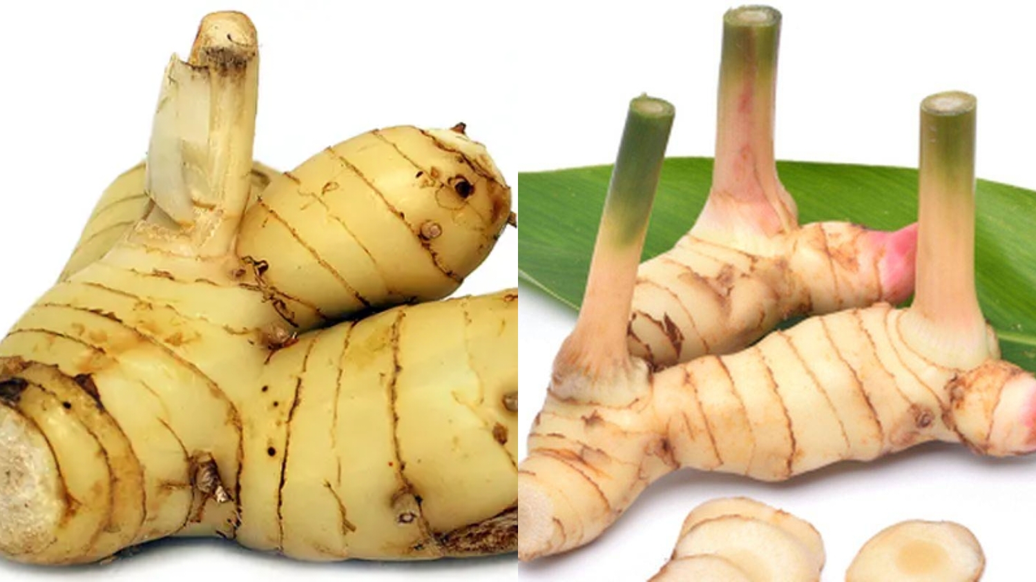 Mengatasi Masuk Angin dan Flu Inilah Manfaat Lengkuas Untuk Kesehatan Yang Jarang Diketahui! 
