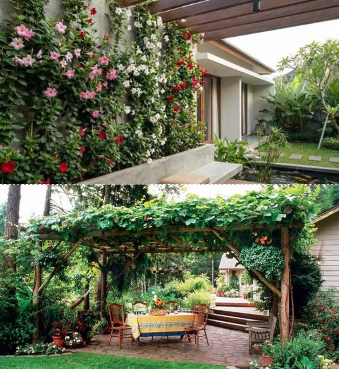 Sentuhan Hijau di Teras Rumah: Tanaman Rambat Berbunga Ini Bikin Pergola Mini Adem dan Estetik ala Kafe