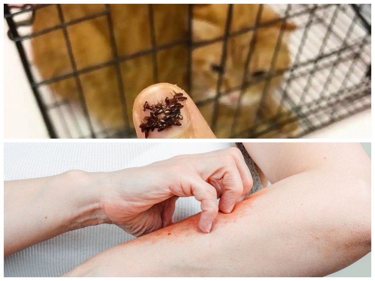 Jangan Diabaikan! Kenali Tanda Gigitan Kutu Kucing pada Kulit Manusia
