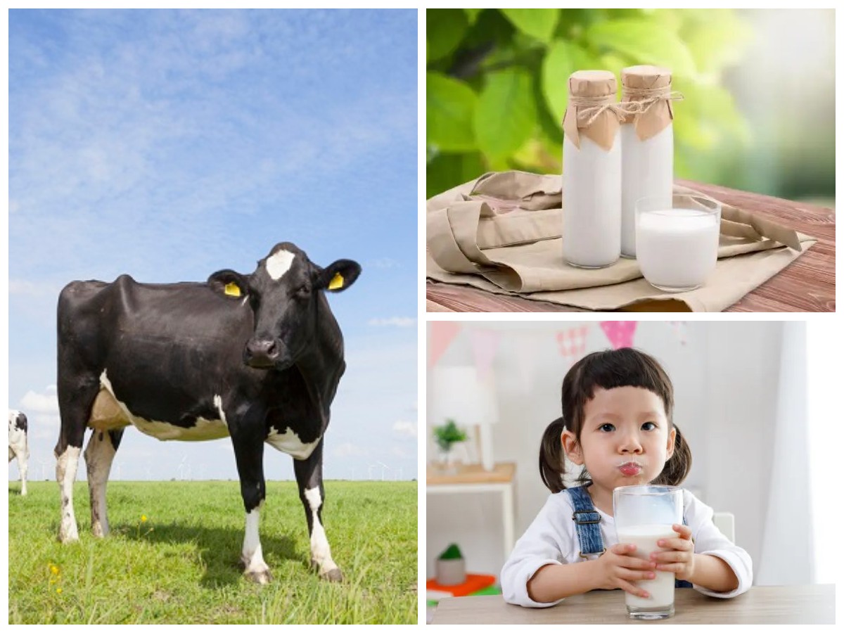 Manfaat Memberikan Susu Organik untuk Anak: Nutrisi Alami yang Mendukung Pertumbuhan dan Imunitas!