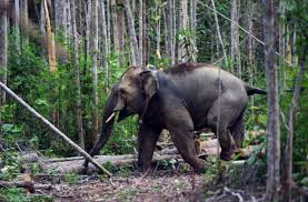 Batu Gajah, Antara Kepercayaan Lokal dan Eksplorasi Ilmiah