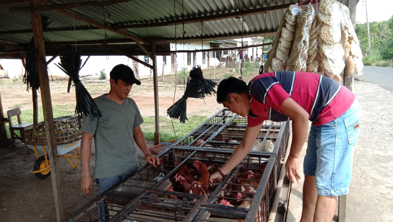 Pasokan Melimpah, Harga Ayam Pramuka di Jarai Menurun