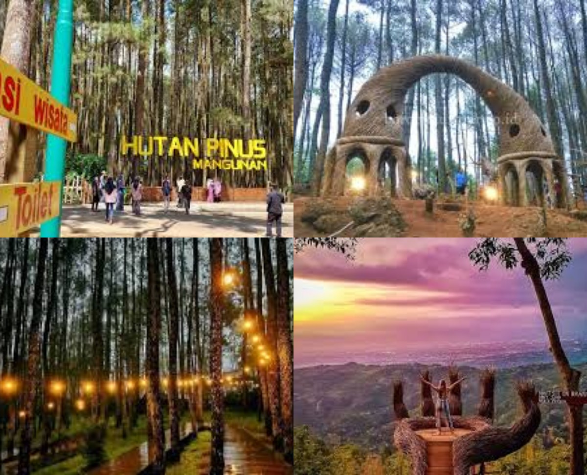 Wisata Hutan Pinus Yogyakarta, Destinasi Alam Sejuk yang Jadi Favorit Wisatawan
