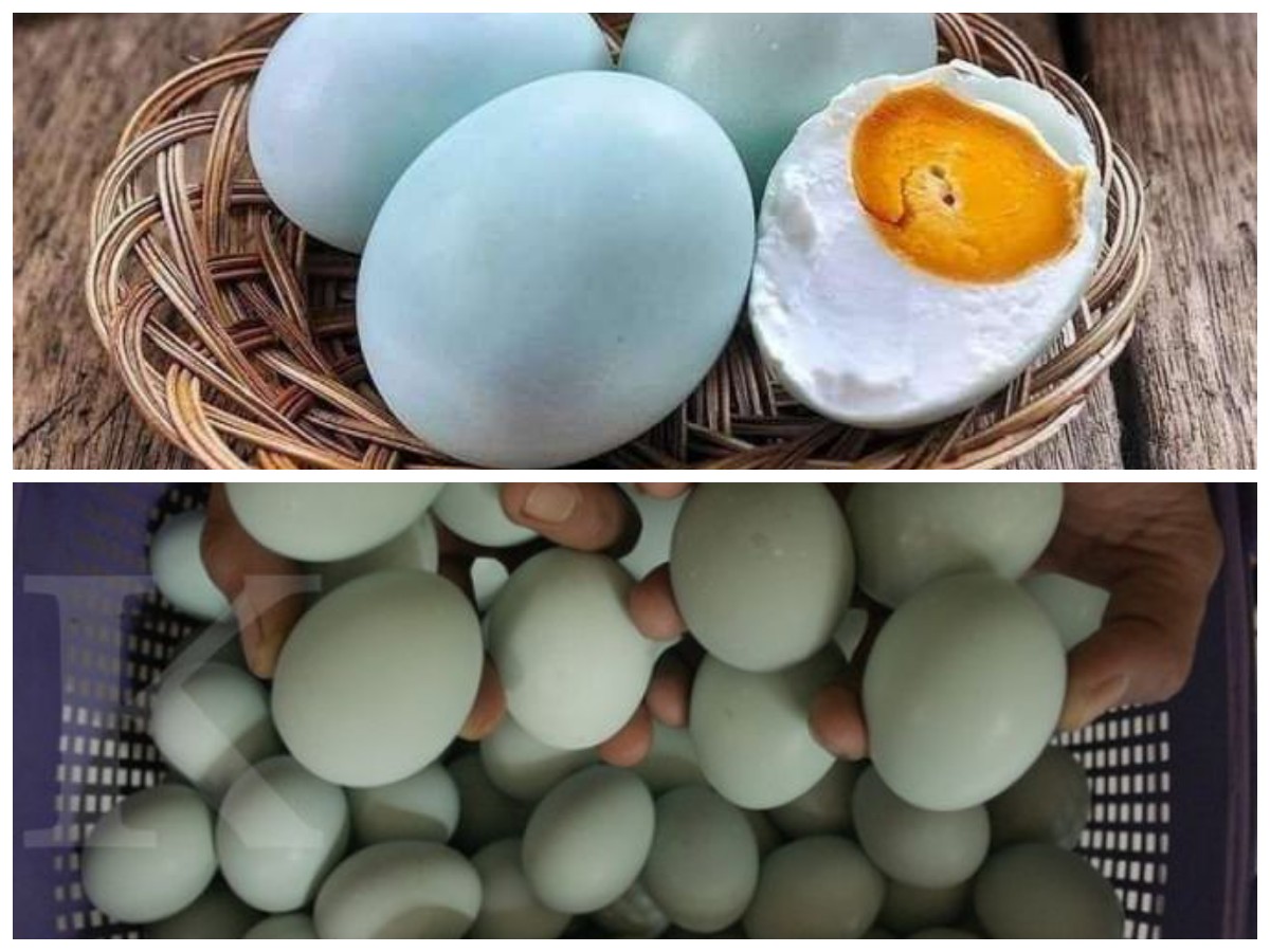 Telur Bebek: Sumber Nutrisi Super dengan 11 Manfaat yang Jarang Diketahui