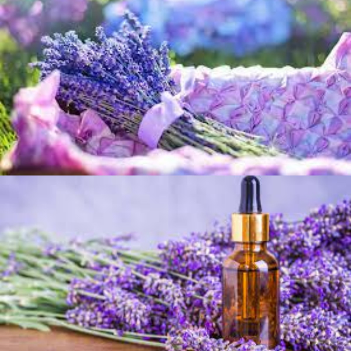 Tak Hanya Sebagai Pengharum Ruangan! Inilah 5 Manfaat Lavender untuk Kesehatan yang Jarang Diketahui! 