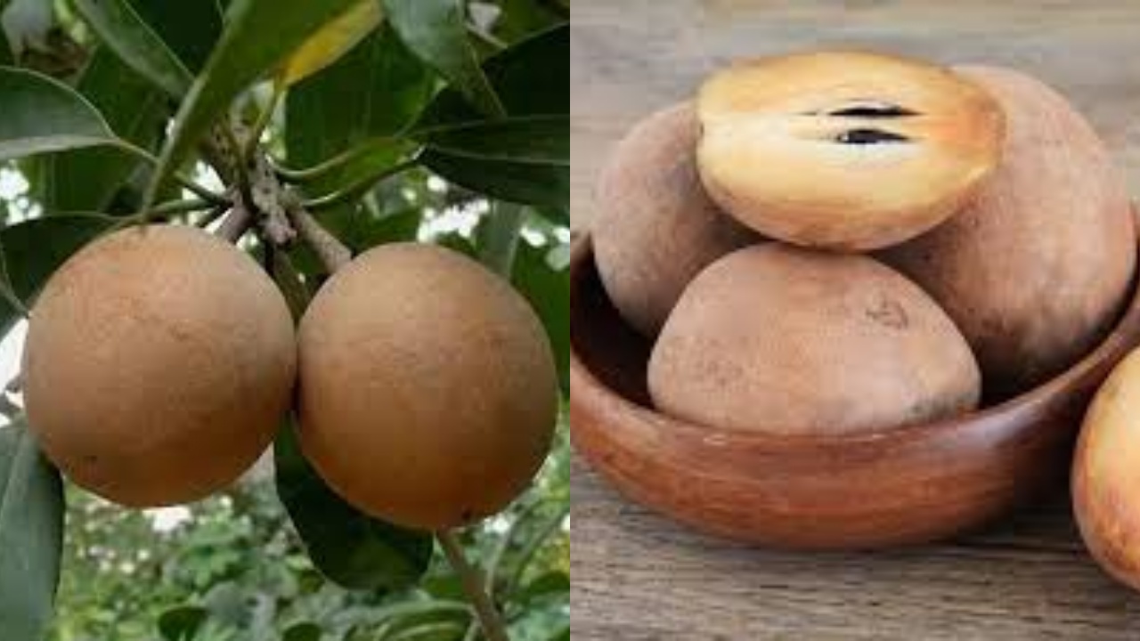 Jarang Diketahui Ini Manfaat Dari Buah Sawo Untuk Kesehatan Ibu Hamil 