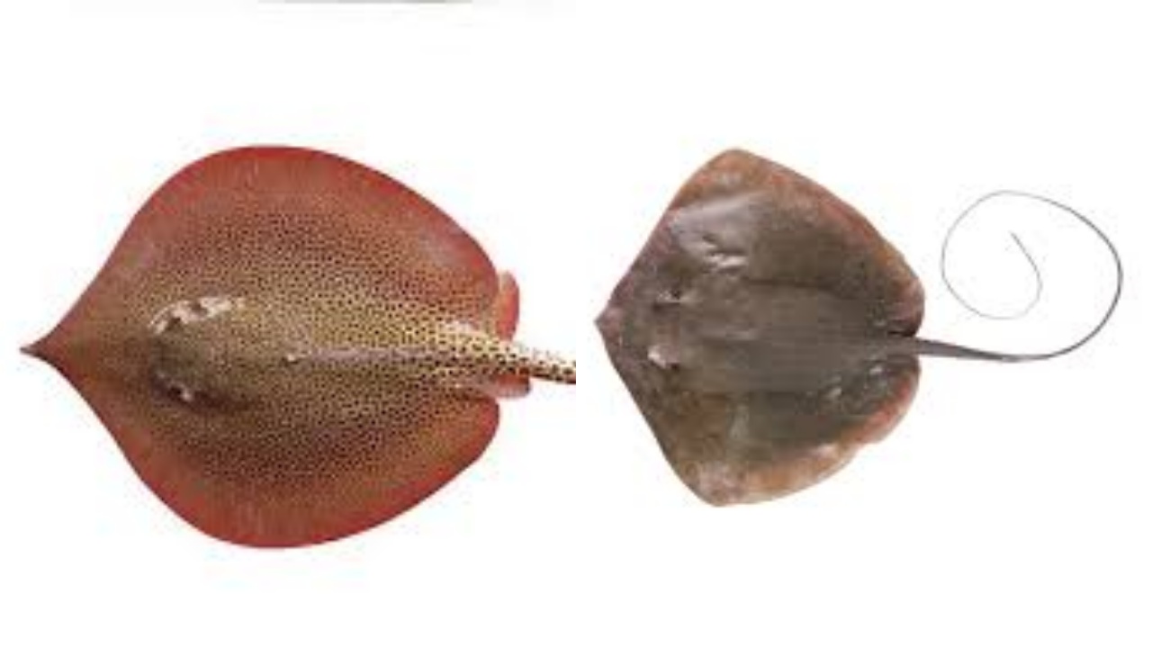 Tak Hanya Unik, Ini 7 Manfaat Konsumsi Ikan Pari Untuk Tubuh Lebih Sehat!