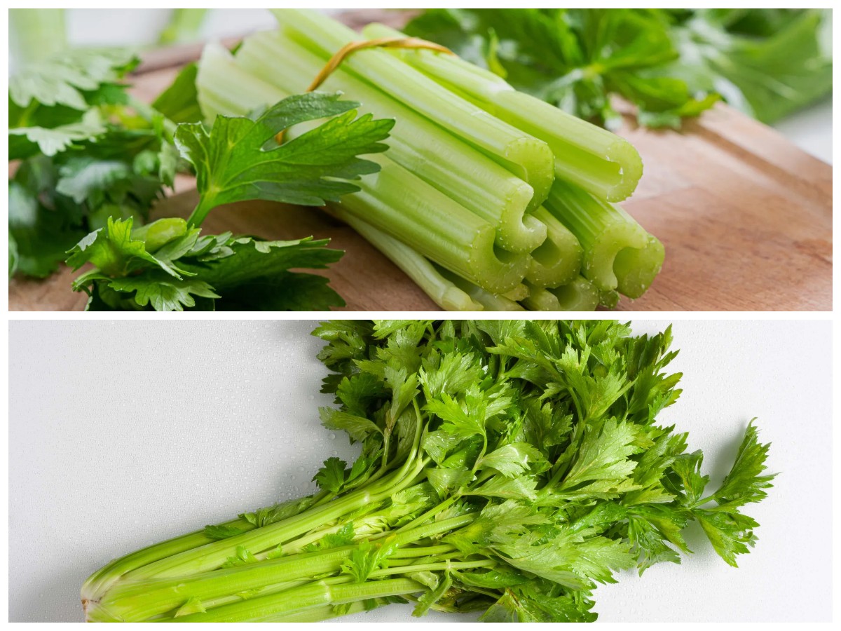Bukan Sayur Biasa! Ini Khasiat Seledri yang Jarang Diketahui Banyak Orang