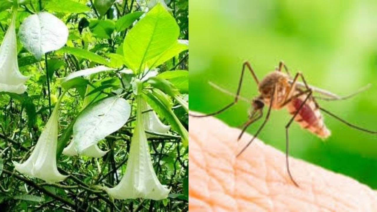 Penting! Inilah Manfaat Daun Kecubung, Obat Alami Pengusir Nyamuk