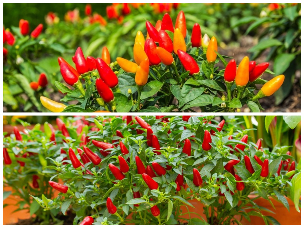 Cabai Lebat Meski Tanpa Tanah, Ini Trik Menanam Pakai Cocopeat agar Cepat Panen