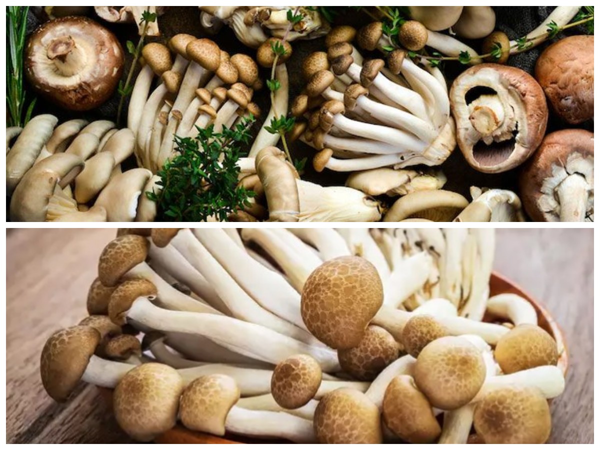 Rahasia Jamur Shimeji: Sumber Nutrisi dengan Segudang Manfaat untuk Kesehatan