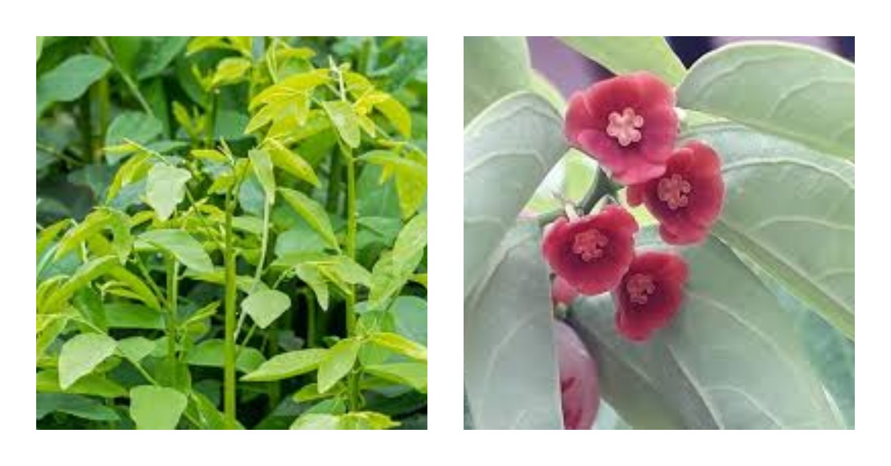 6 Kelebihan Daun Katuk untuk Kesehatan