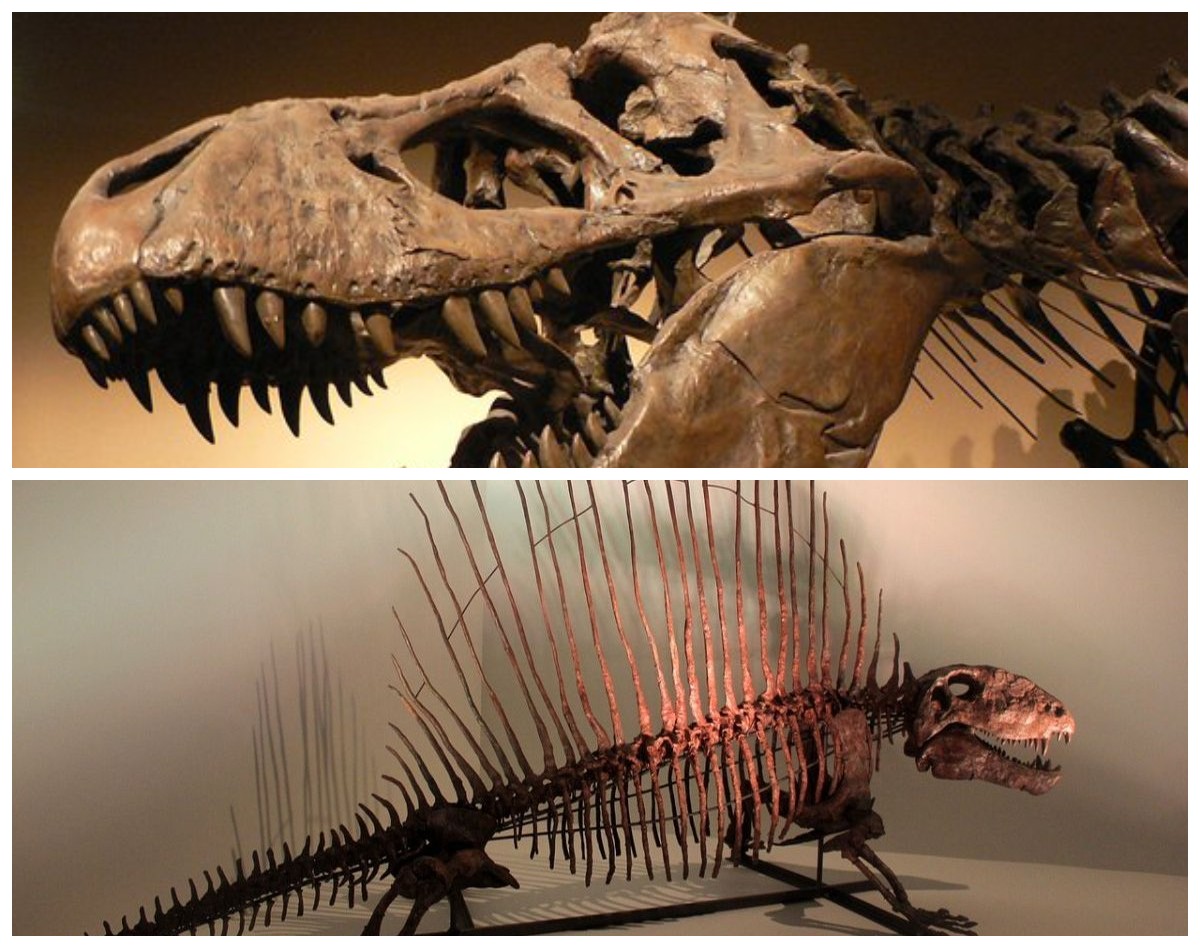 Menyingkap Masa Lalu: Temuan Fosil Dinosaurus Menguak Sejarah Bumi