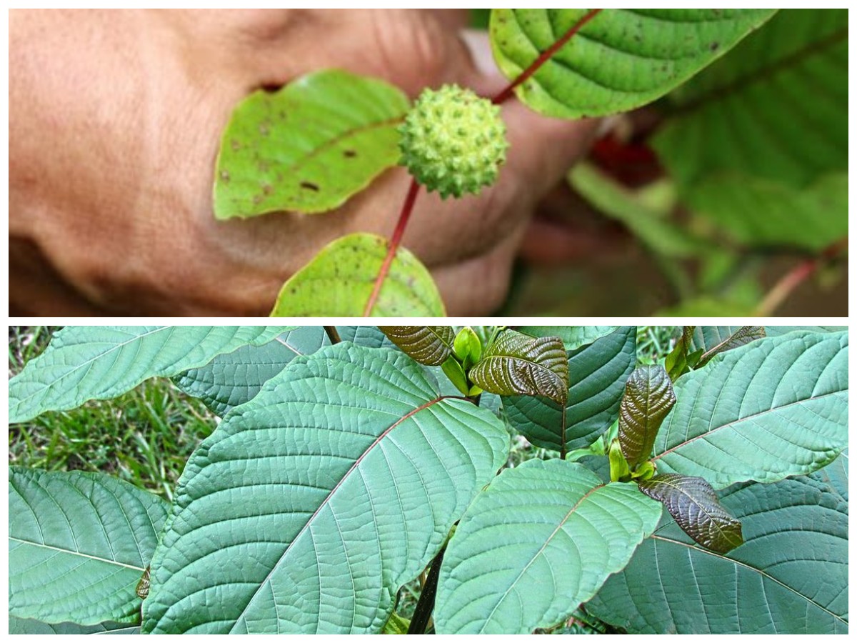 Khasiat Daun Kratom: Manfaat Kesehatan dan Risiko yang Perlu Diketahui