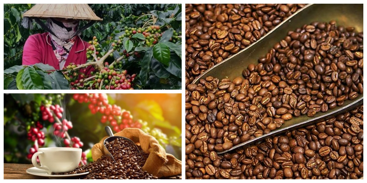 Negara Penghasil Kopi Terbesar di Dunia dan Jenis Kopi Unggulan Mereka!