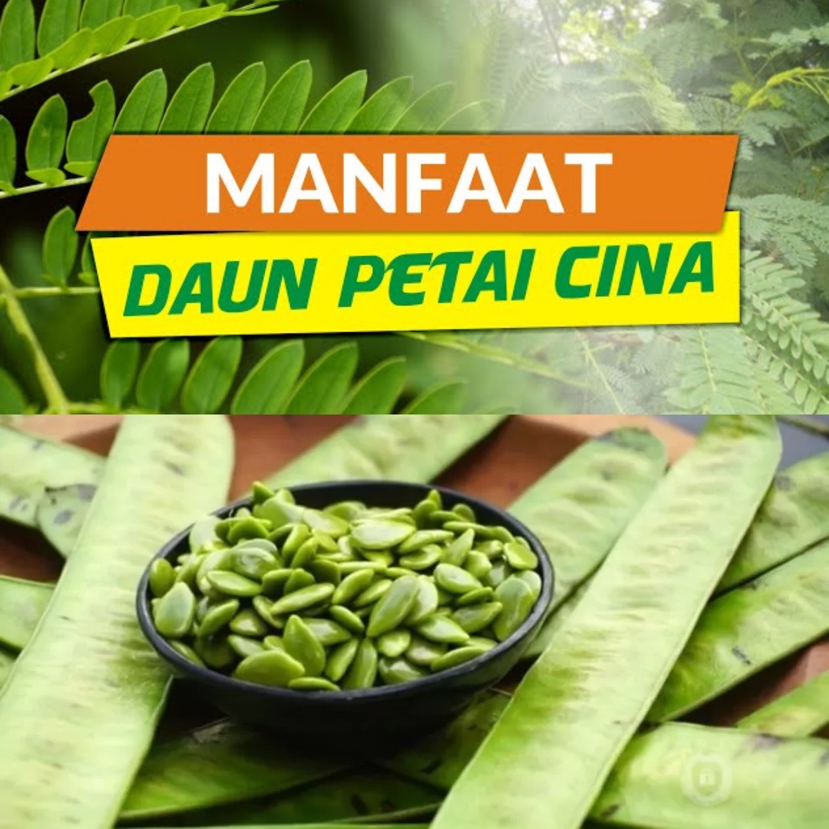 Petai Cina: Tanaman Liar dengan 5 Manfaat Mengejutkan untuk Kesehatan Anda?