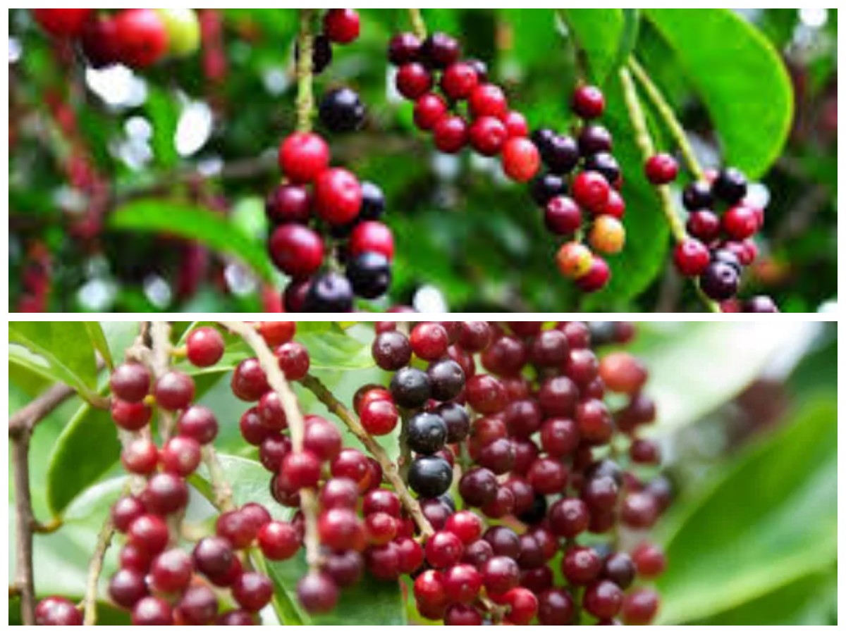 Kenali 8 Khasiat Buah Buni untuk Menunjang Kesehatan Tubuh