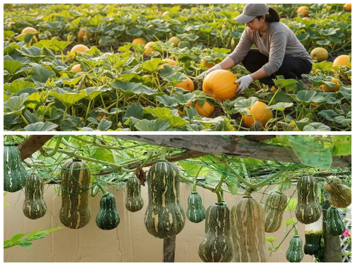 Taman Labu Kuning Mini: Cara Ciptakan Halaman Hijau yang Estetis dan Produktif